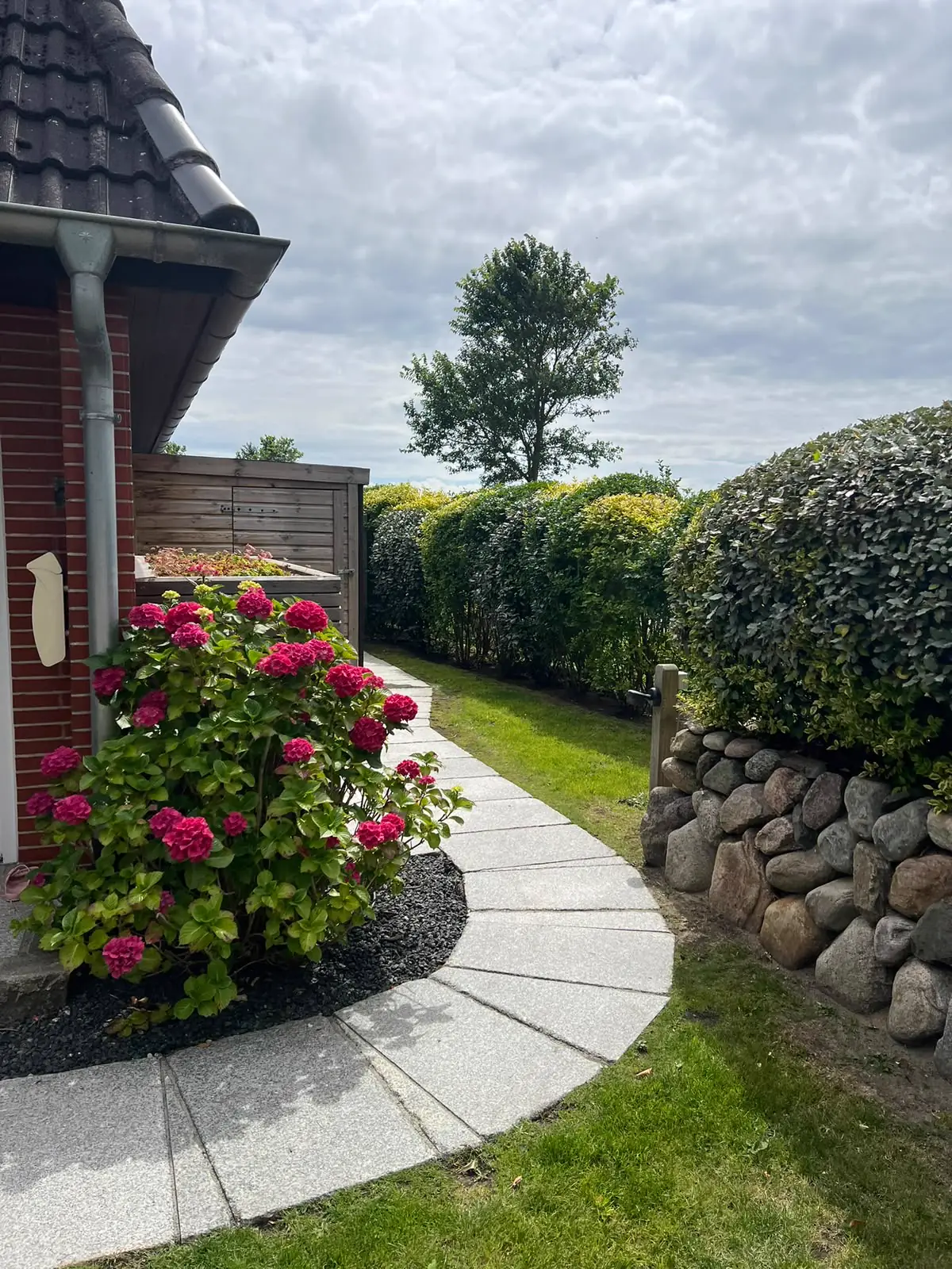 Hortensien am Plattenweg mit geschnittener Hecke